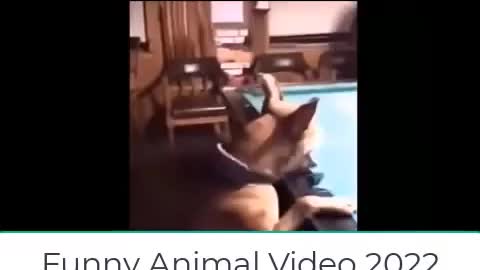 Cats and Dogs Funnies Compilation 2022