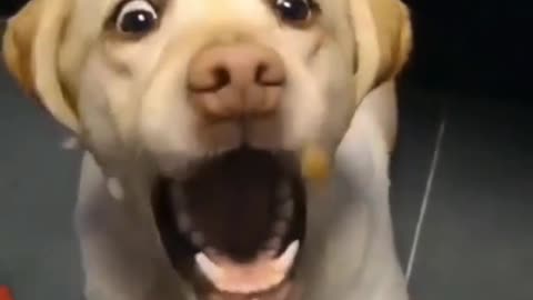 funny dog