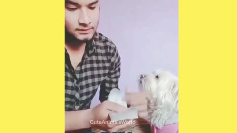 Funny Dog 🐶 Video