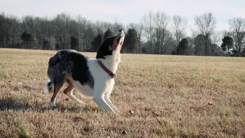 A Dog Playing with a Disc | Amazing Video