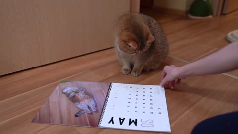 Hosico Calendar 2021!