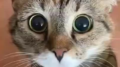 Funny Cat Video Compliation