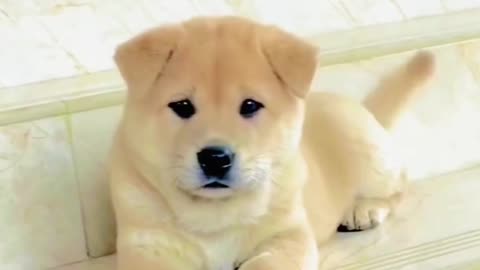 Cute dog running on road 😀😀