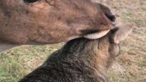 A deer is trying to get some love from the cat!