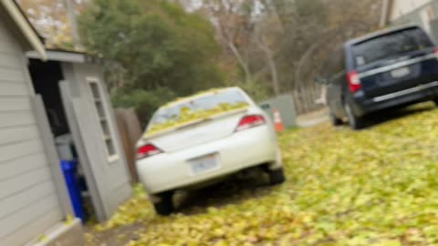 Raking some leaves 🍃