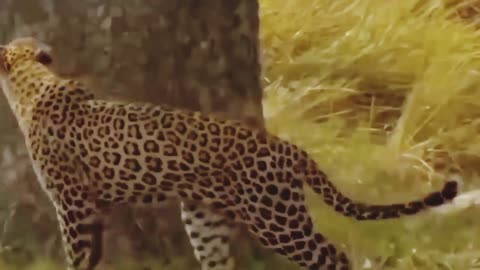 Jaguar vs Giant Otter Confrontation Ends with a Fatal Head Bite_ Survival Battle