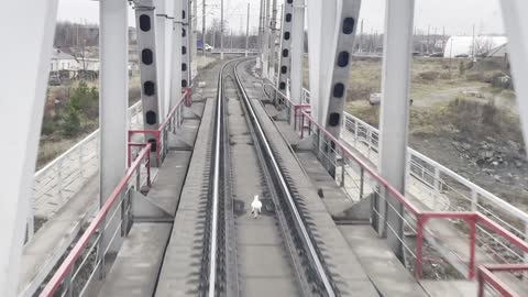 Hare Outruns Train on the Tracks