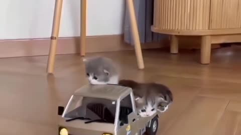 Cat delivery 🤣