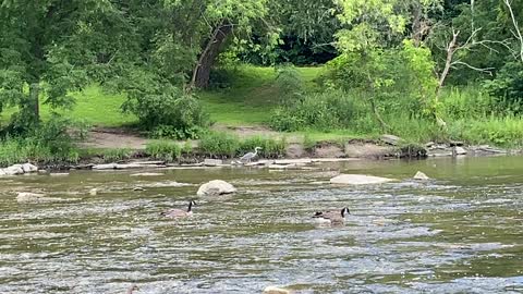 Great Blue Heron 2