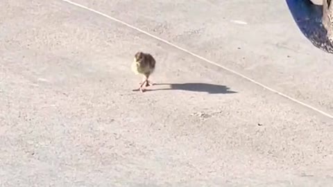 Baby peacock attacks!