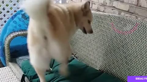 Vídeo de Bichinhos Engraçados para Rir Muito - Especial Husky