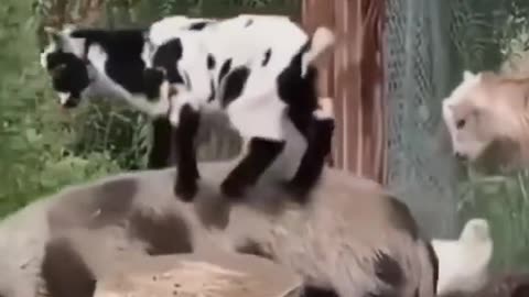 Hilarious Baby Sheep Adorable Shenanigans 🐐😄