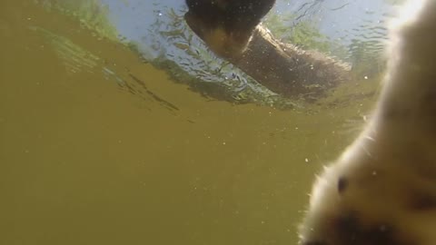 GoPro Border Collie Doggie Paddle