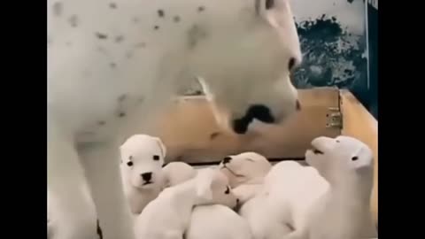 Mama dog disciplines her puppy