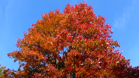 Fall Foliage