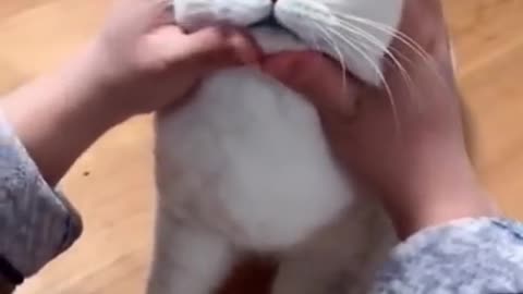 Cute and funny cat