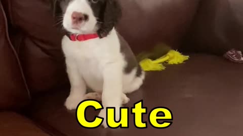 Spoiled Springer Spaniel Puppy First Days Home #springerspaniel #shortsviral #puppy #dog