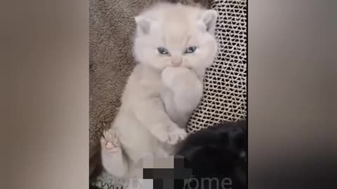 Very very cute little kids Cat Short training Videos