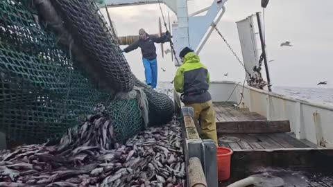 midwater trawling