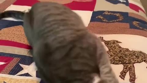 Cat Meowdy Video | Credit catsdoingthings