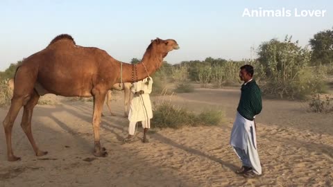 Camels Fast Running In Desert Area _ Beautiful camel in Pakistan