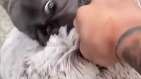 Funny dog