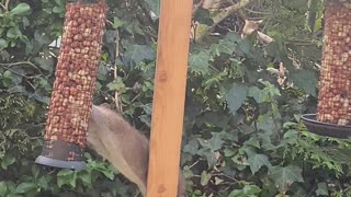 Bird Feeder Invader Mistaken for Squirrel