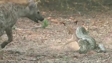 Hyena see antelope by boa constrictor winding