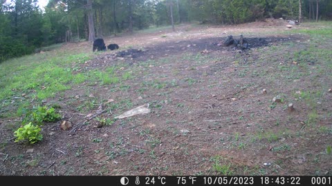 Homestead Life - Mama Bear With Cubs