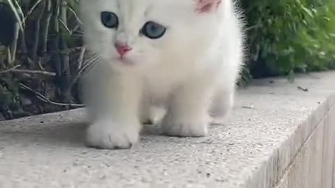 Cute cats funny video 🤣🤣