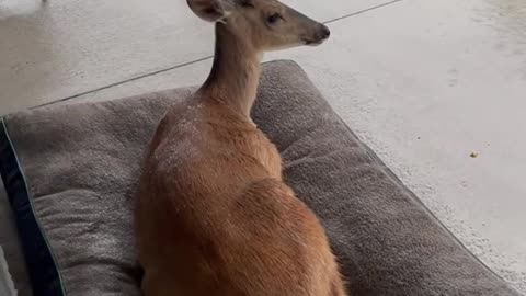 Just a deer laying on a bed watching a storm ⛈