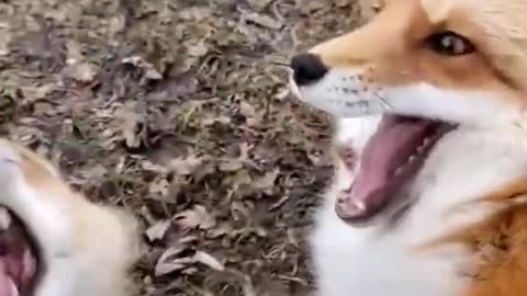 Fox Laugh Funny Animal Moment