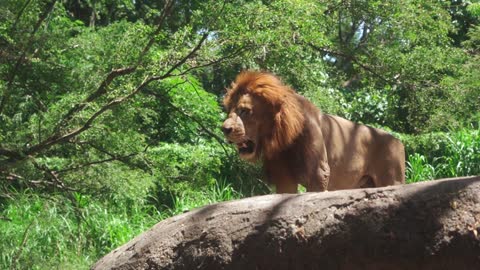 A Big Lion in the Woods looking over his Kingdom