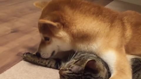 Gentle dog lovingly grooms cat - How cute!