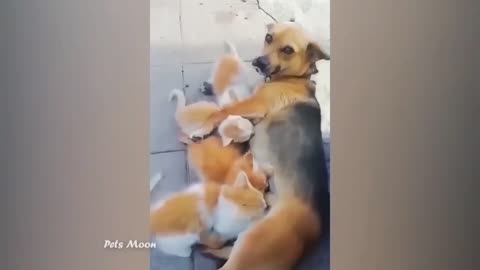 Funny animal video