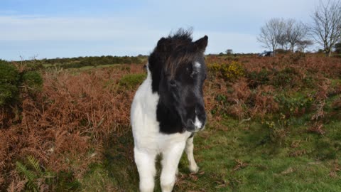 A Postcards from Dartmoor Devon England