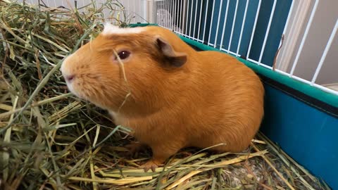 Best guinea pig noises of the wheek!