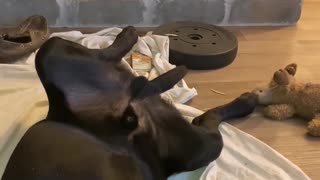 Bear Falls Asleep While Eating Rawhide