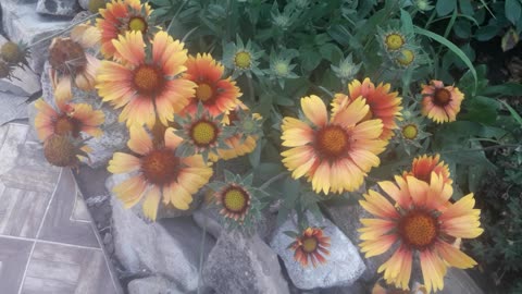 Gaillardia bush