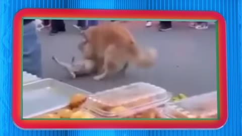 Dogs Battle Becomes Unstoppable