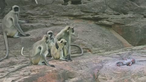 Langur monkeys grieve over fake monkey | Spy in the Wild