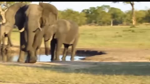 The Elephant Madly Kills The Lions To Avenge The Death Of The Baby Elephant - Lion vs Elephant