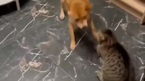 Funniest🤣 cats and dogs video you"l ever see🤣🐈🐕@rumblevideo @funny