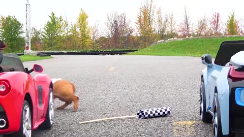 WIENER 500 - Wiener Dogs in Racing Cars