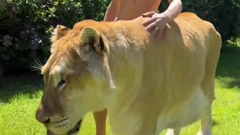 Tiger and human friendship