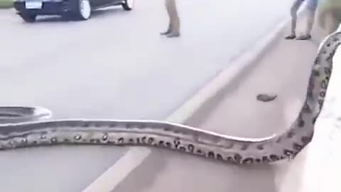 anaconda crossing the road !!!