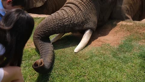 How much water does an elephant drink a day and what do they eat? | National geographic 24