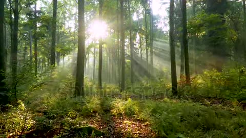 Beautiful sunlight in the forest