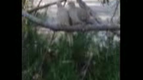 Backyard Loving Doves brighten an otherwise dark day