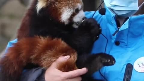 Who doesn't have a cutie # Red Panda